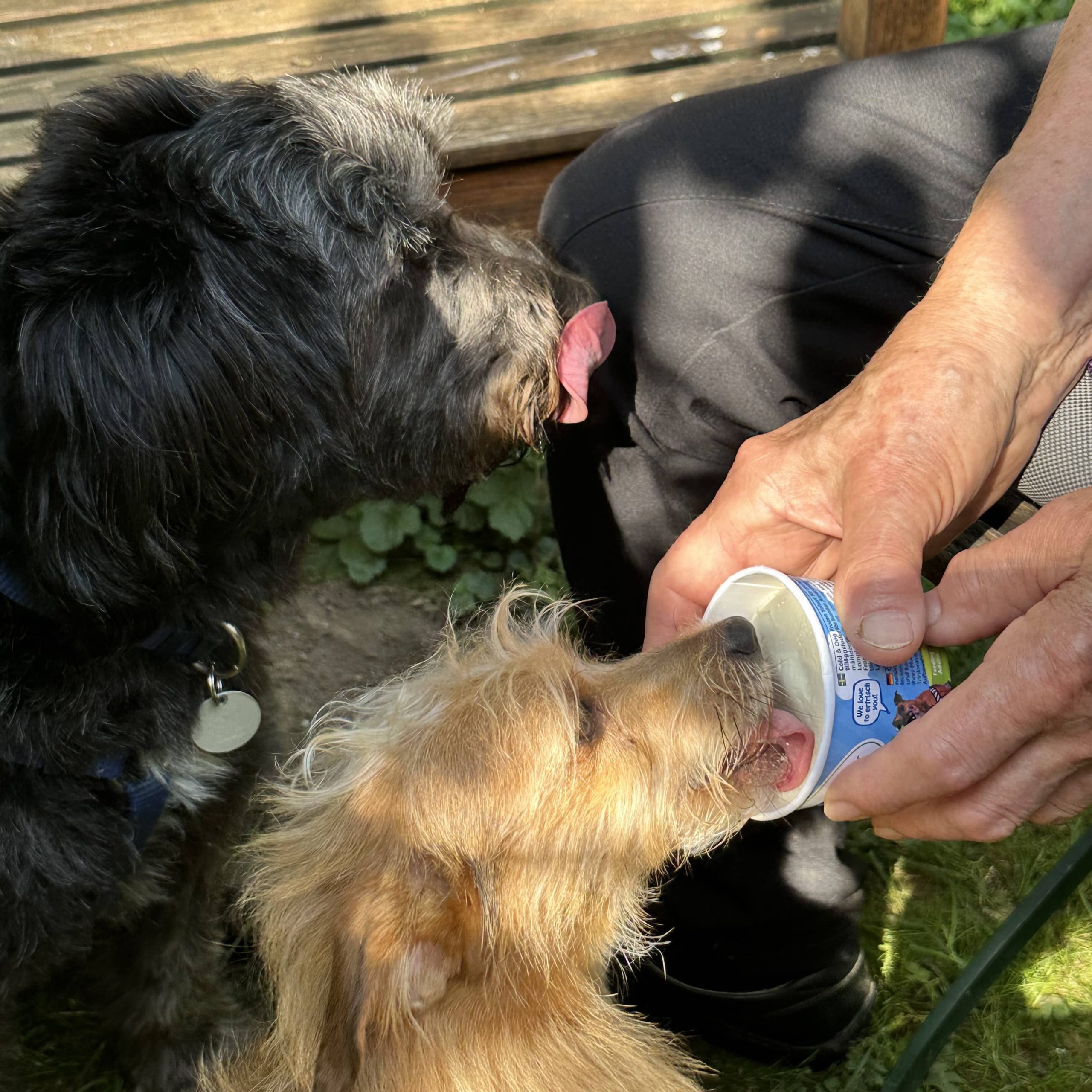 Hunde und eine Seniorin
