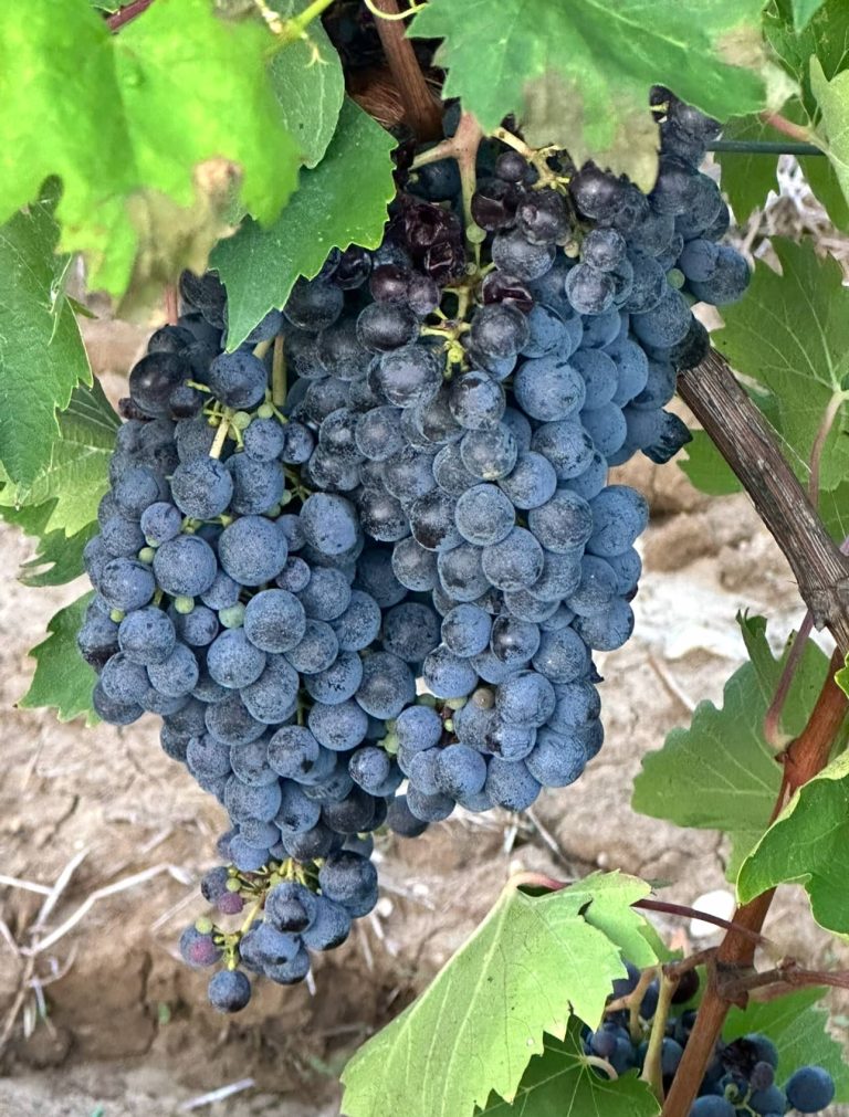 Im Herbst gesunde Ernährung für Senioren